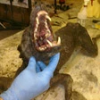 Texas, torvato il Chupacabra