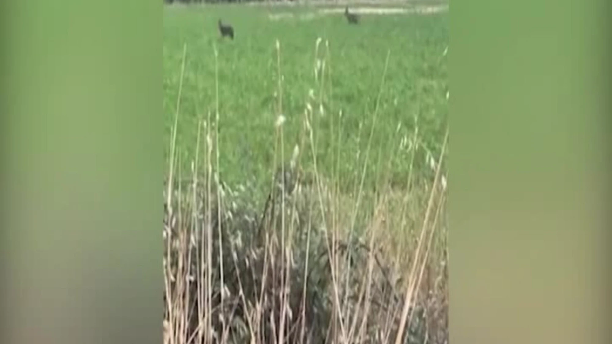 L'Aquila, lupi attaccano ovile ad Ofena: gli animali ripresi mentre si allontanano dalla stalla