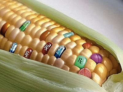 Stop alla coltivazione di mais geneticamente modificato MON810