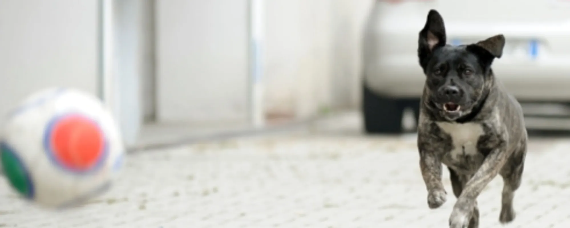 L'agente Gilda è un pitbull del commissariato della polizia di Stato di Quarto Oggiaro, a Milano. La trovatella, oggi, fa parte a tutti gli effetti dell'organico.