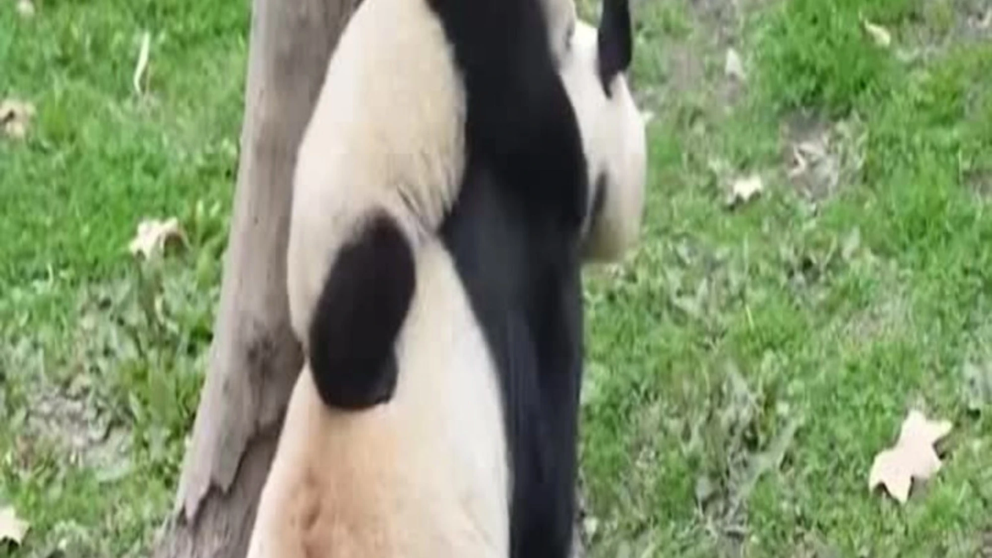 Cina, mamma panda Su Jin gioca teneramente con il suo cucciolo