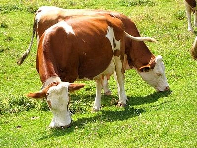 'Adotta una mucca' e seguila via webcam, idee creative contro la crisi