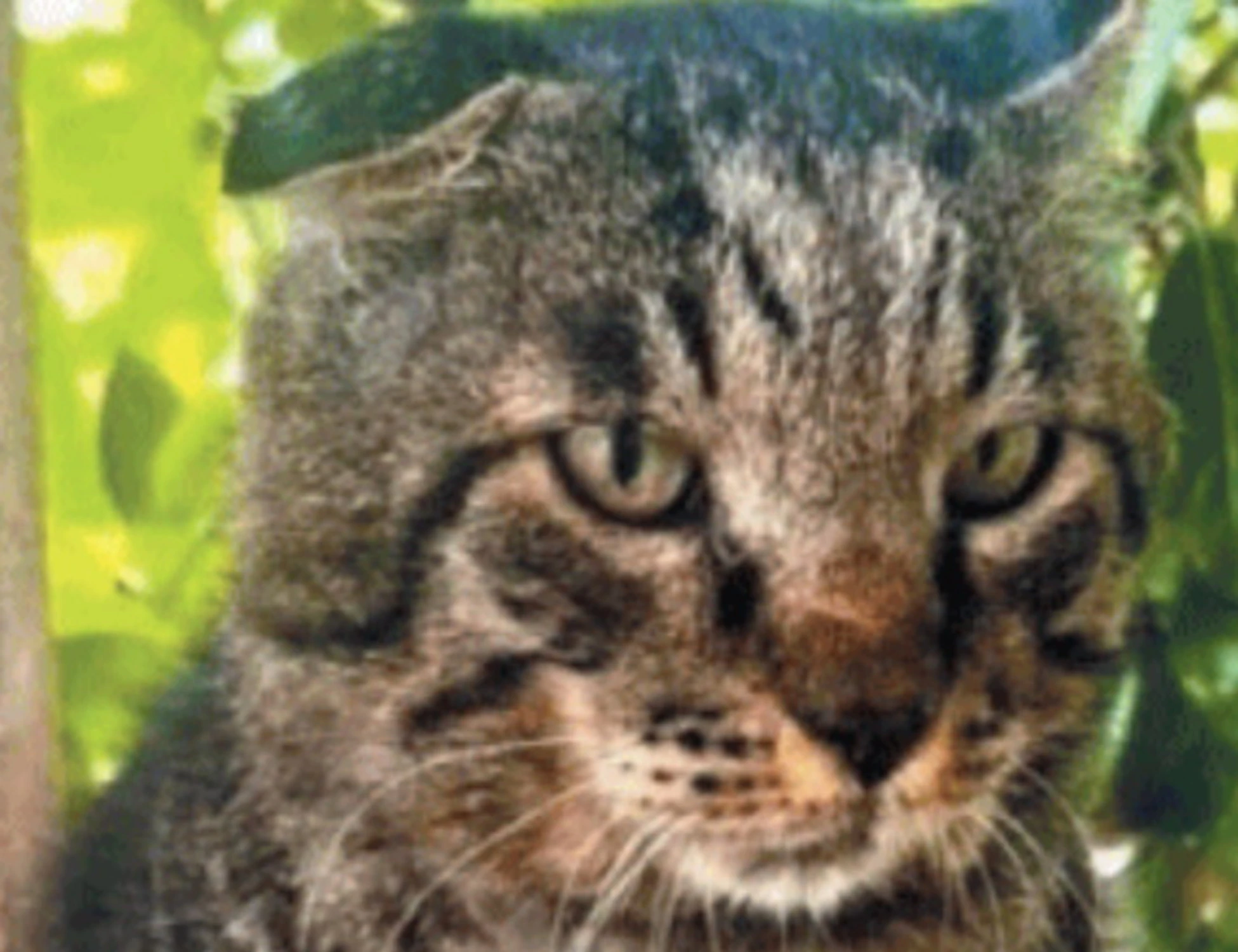 Venturina, la favola del gatto che ha sfidato il lupo ed è tornato vincitore