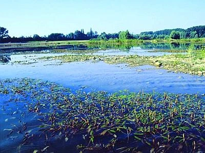 Ambiente, negli ultimi 50 anni distrutto il 60% degli ecosistemi terrestri