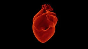 Infarto, lo studio che spaventa le donne: perché hanno meno possibilità di salvarsi