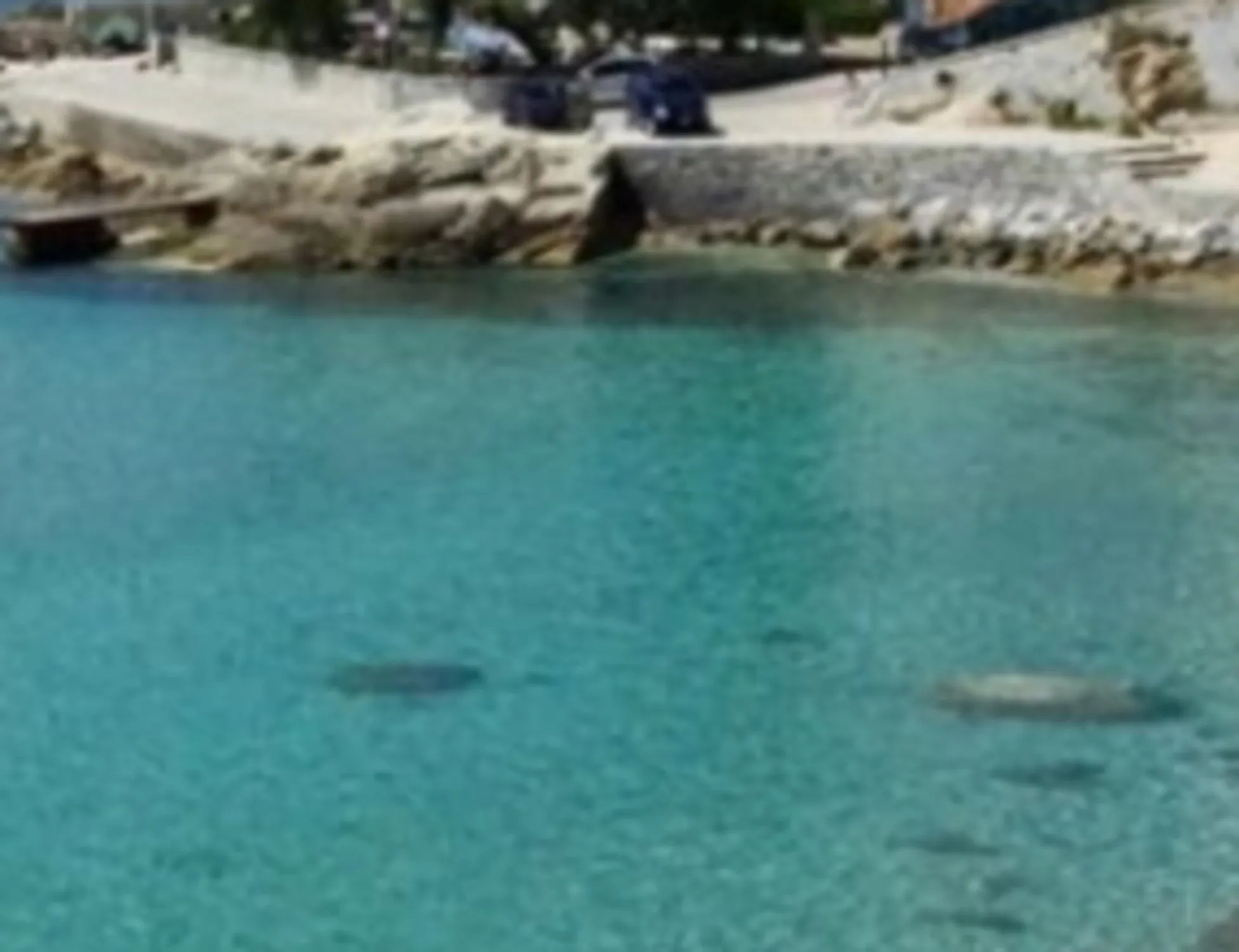Leggi l'articolo: Isola d'Elba, "intervento d'urgenza" dell'Esercito: cosa trovano in spiaggia