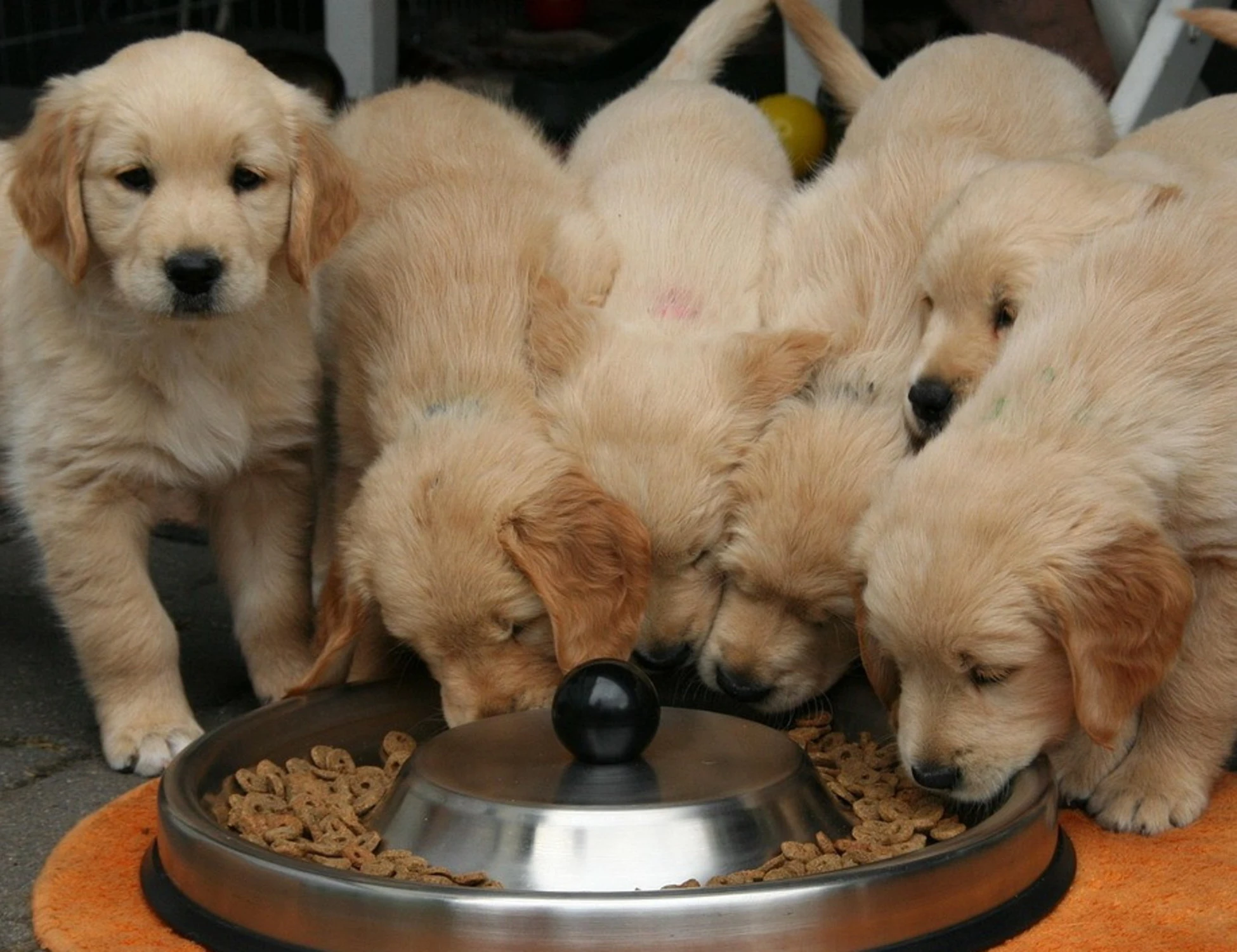 La pelosa commedia: "E quindi uscimmo a riveder le stalle"