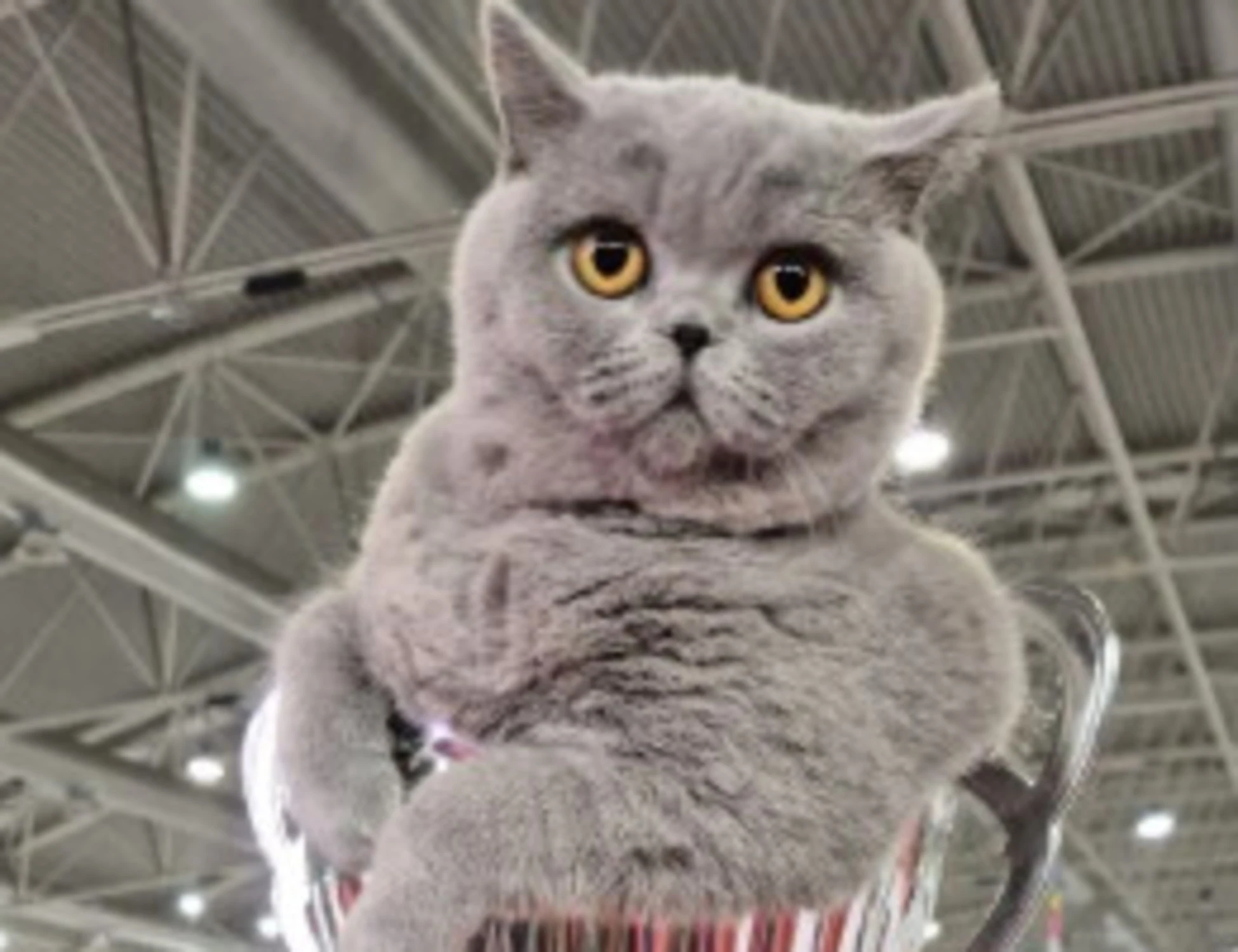 Gatti: al SuperCat Show ha vinto Mila, British Shorthair blu