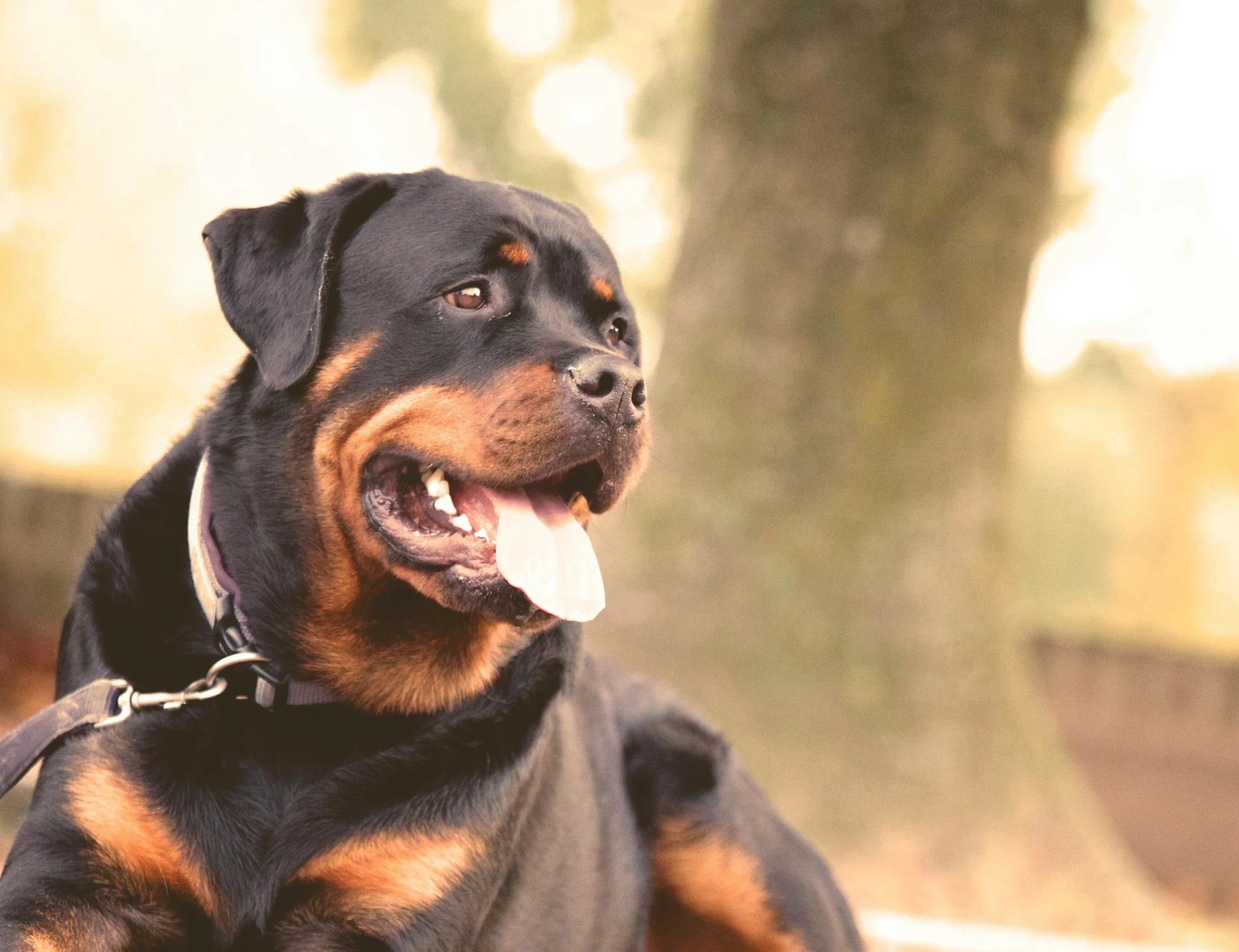 Porto Cesareo, 12enne azzannata da un rottweiler: l'ipotesi choc