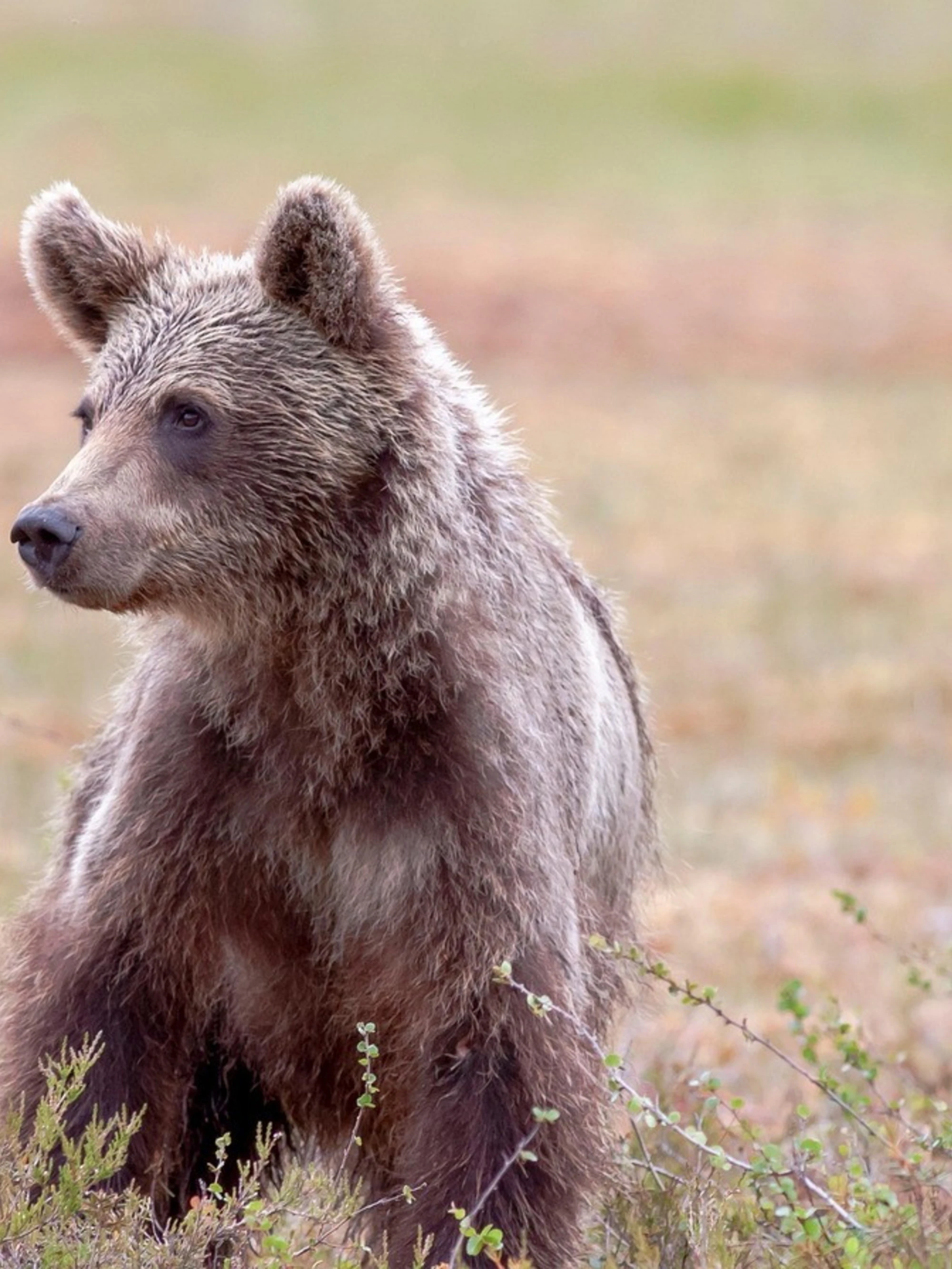 Trentino, la crudeltà di colpire i cuccioli: orsetto ucciso e scuoiato