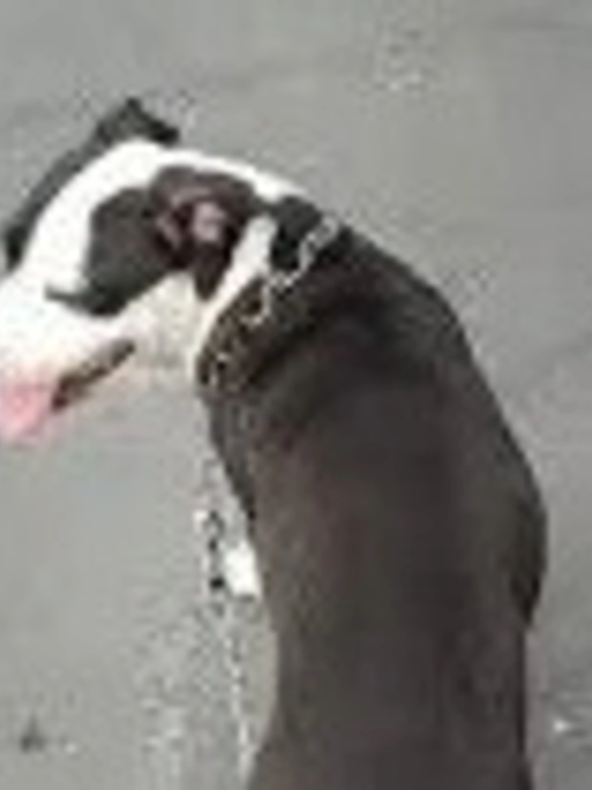 Sesto San Giovanni, maranza scatena il cane contro l'agente: ricoverato