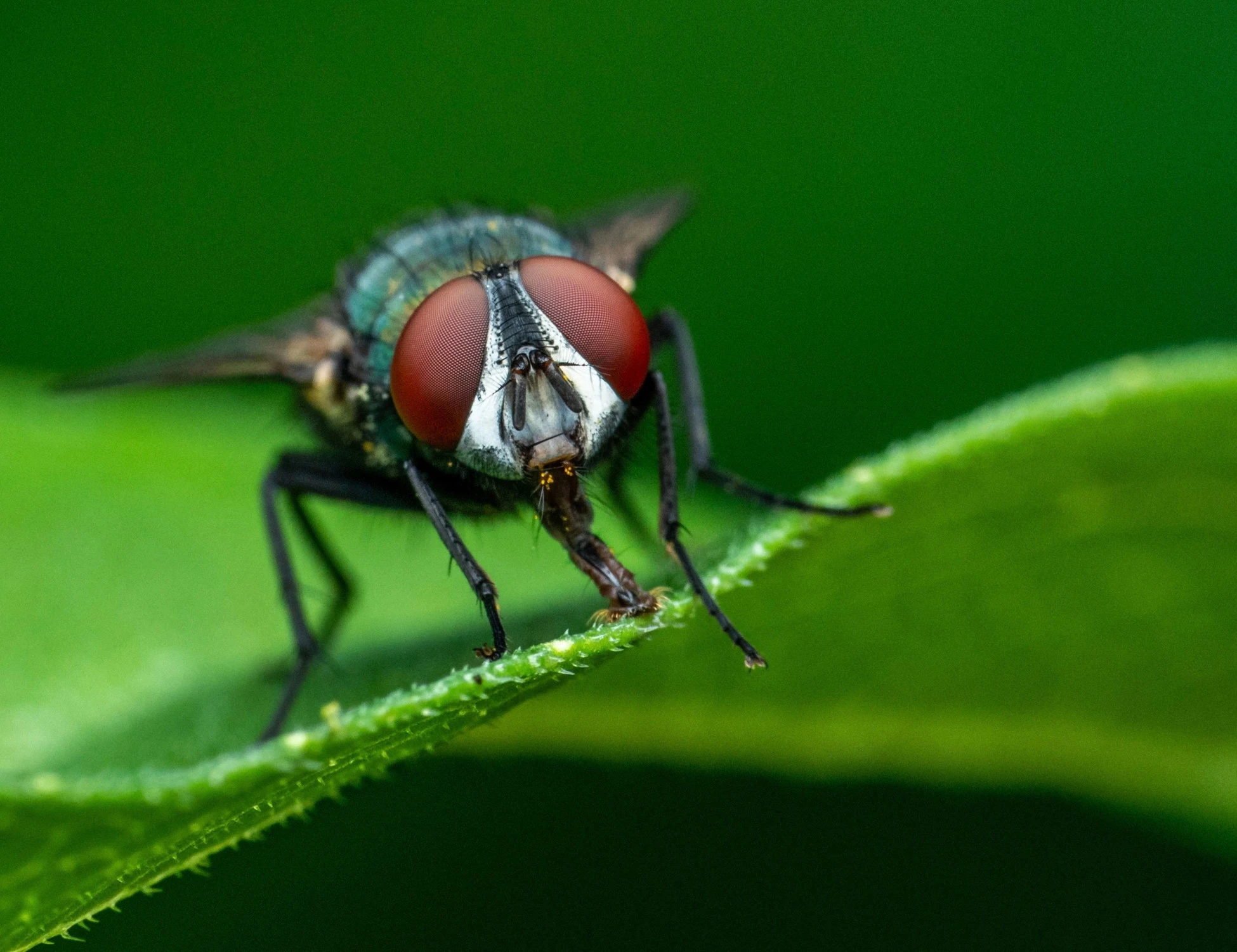 "Mosca assassina", torna la paura: un pericolo per uomini e animali