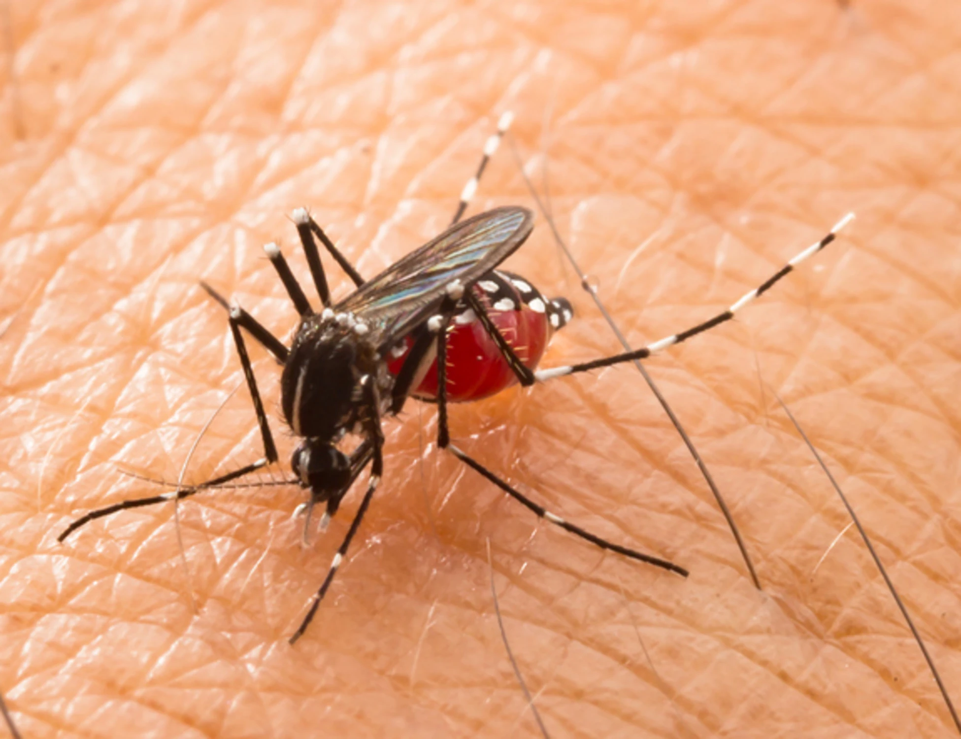 Virus Chikungunya, primo caso in Italia: l'incubo di una nuova pandemia
