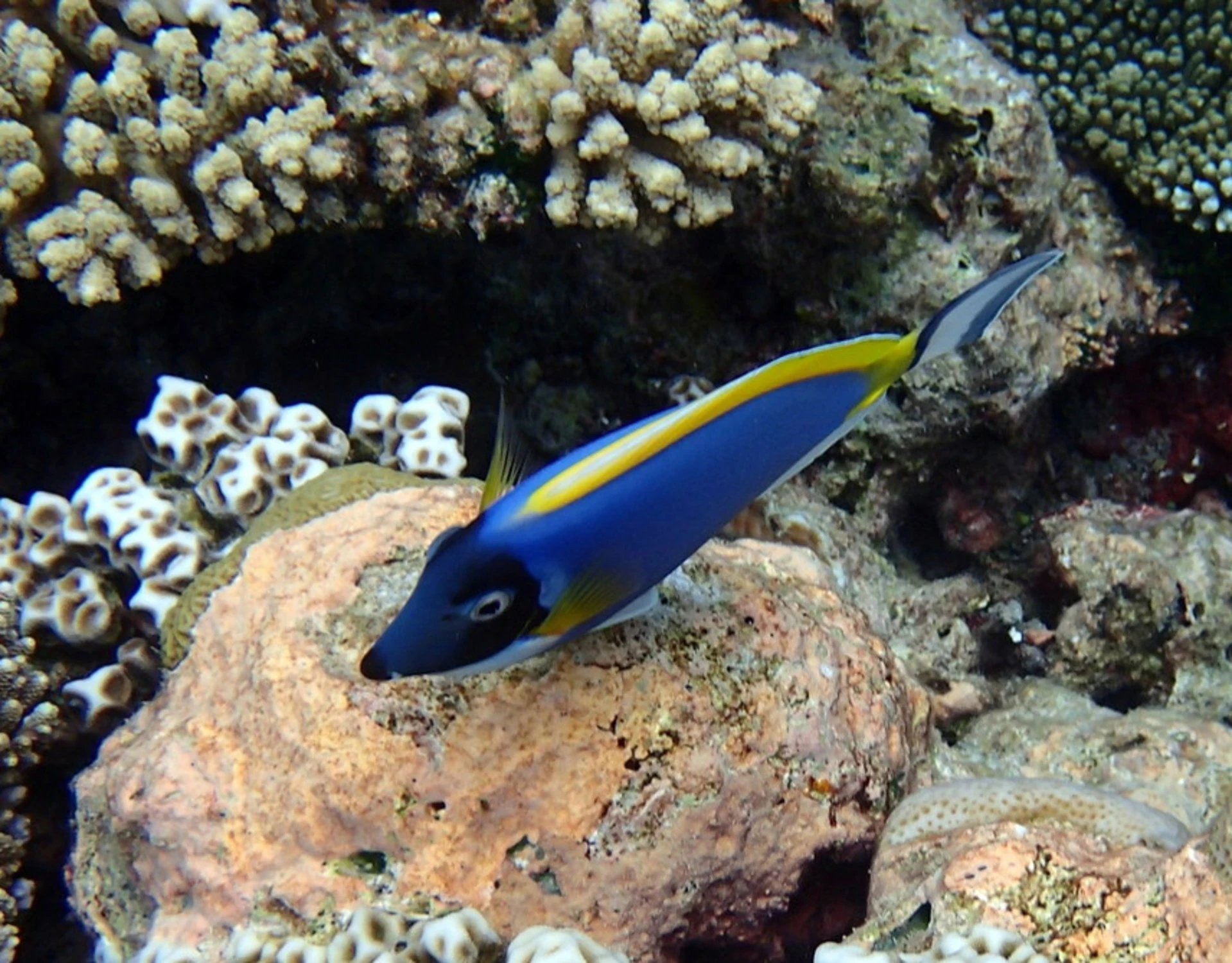 Mar Adriatico, paura per il pesce chirurgo: "Rischio tagli profondi"