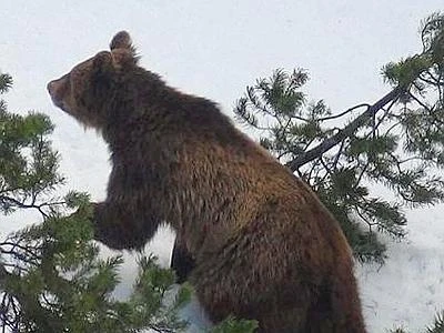Ucciso in Svizzera l'orso M13, che era diventato una stella sul web