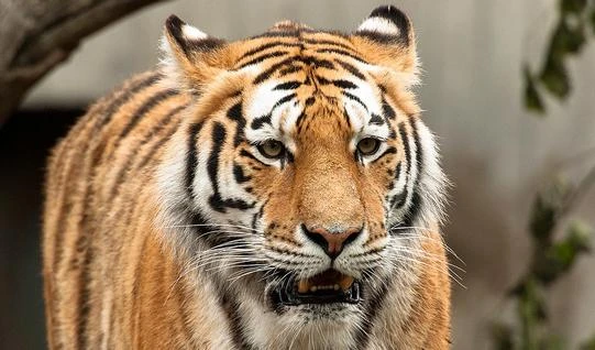 Ragazzo sbranato dalle tigri allo zoo di Copenhagen. Si voleva suicidare