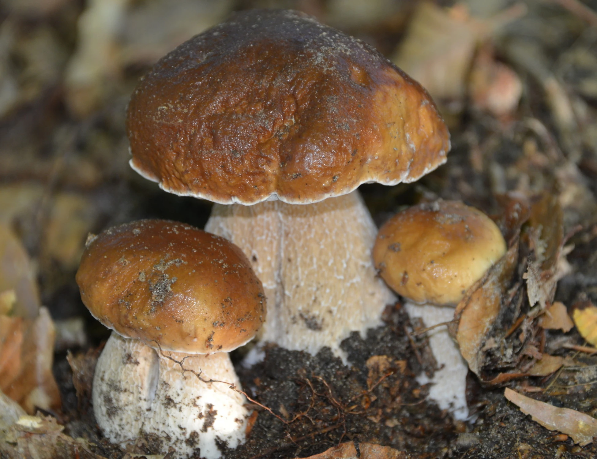 Funghi le 3 proprietà nascoste amiche della salute  