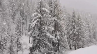 Neve
