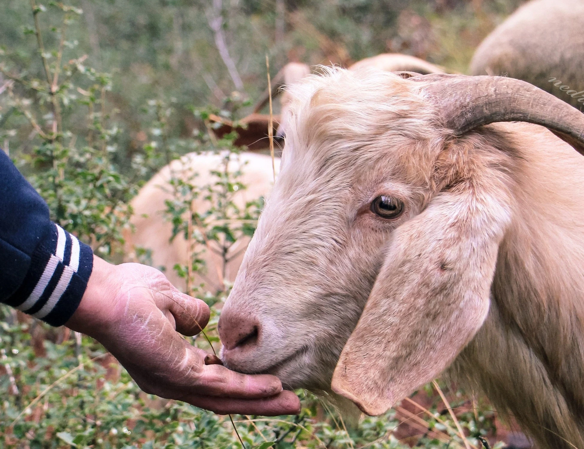 Palestrina, abusi sessuali sugli animali: chi è il 30enne denunciato