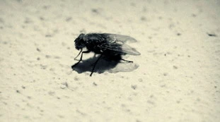 Coronavirus, la pandemia porta la mosca nera: "Altri morti" a causa dell'insetto