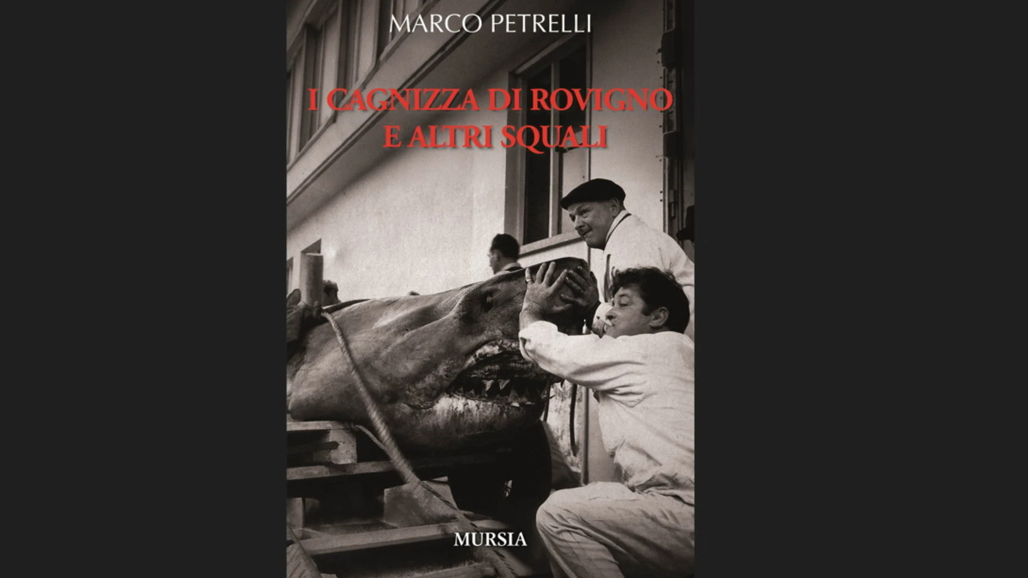 Squali nel Mediterraneo: paura, realtà e memoria