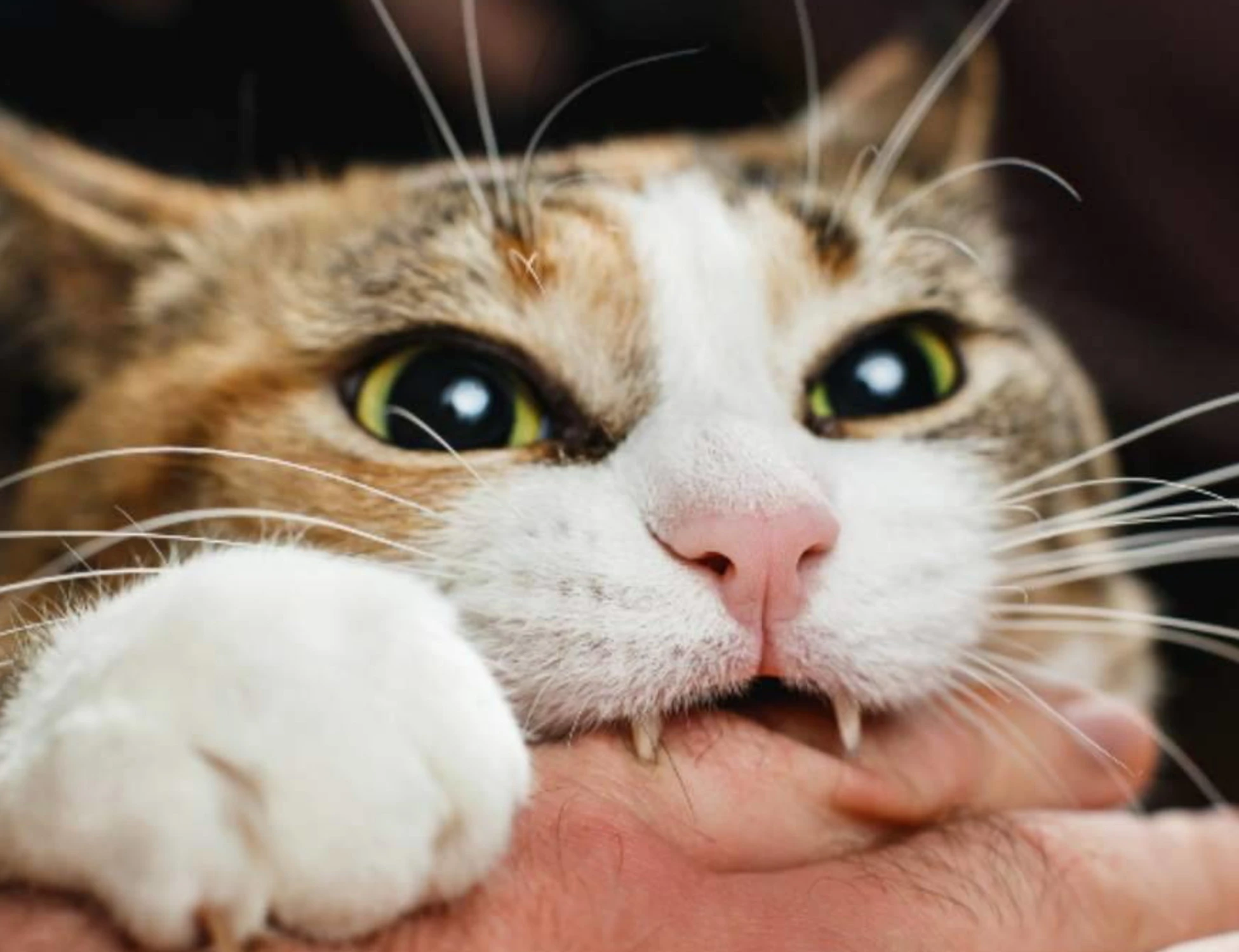 Il gatto? Re della notte: ecco i trucchi per i suoi orari strani