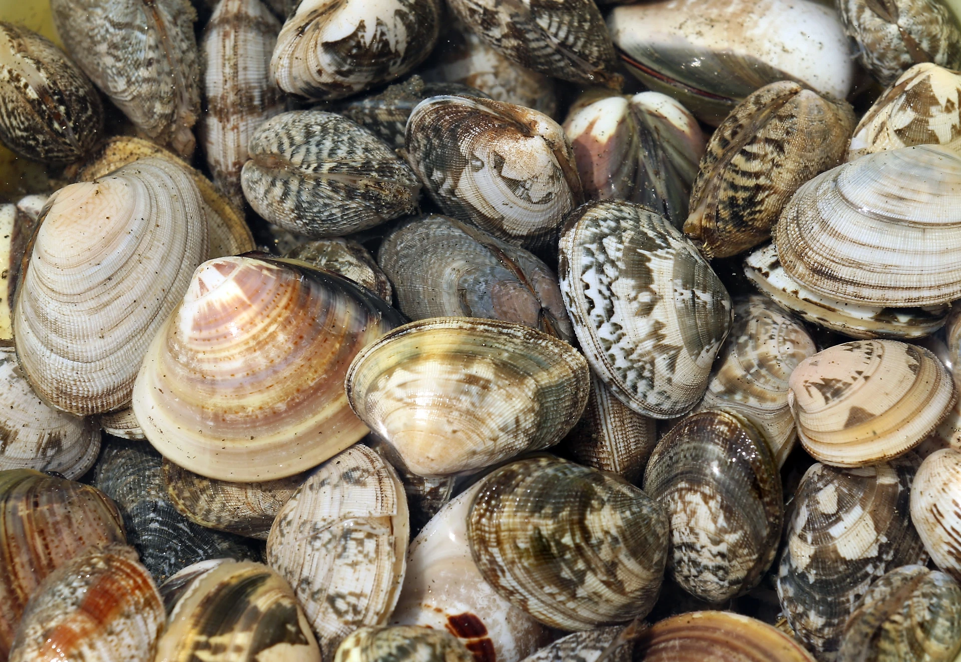 Molluschi, così i loro peti contribuiscono al riscaldamento globale