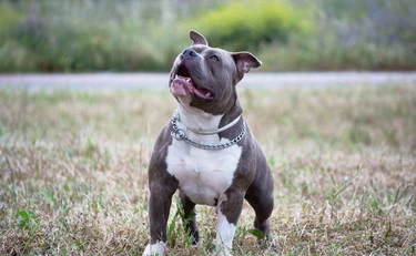 Padova, azzannata alla testa da un cane: "Mi ha lesionato il cuoio capelluto, la dog sitter è scappata"