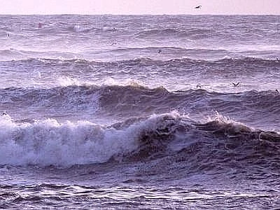 'Elastomeri elettro attivi' mossi dalle onde per generare energia elettrica