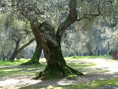 In Salento i villaggi temporanei e biodegradabili, primi prototipi pronti a luglio