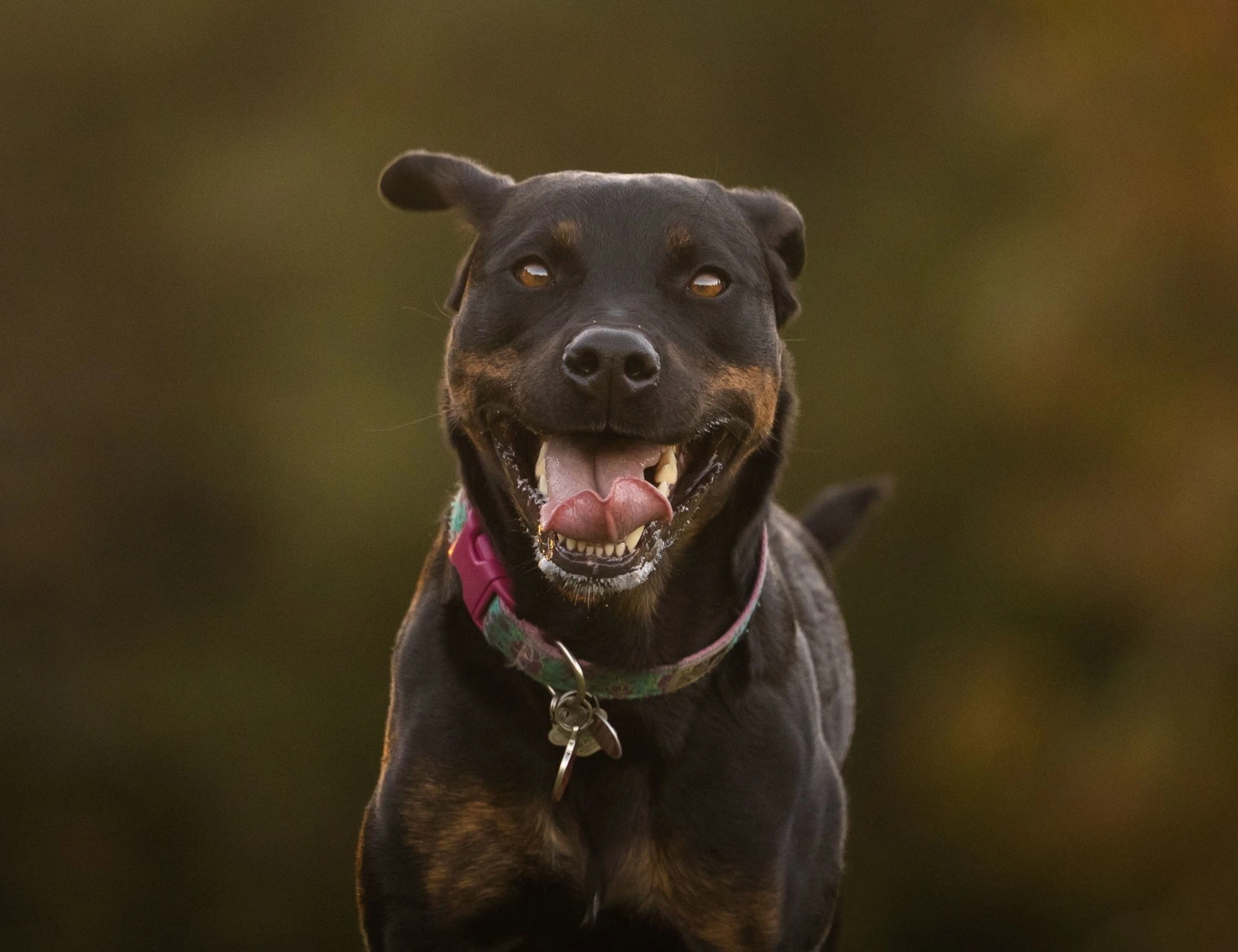 Nardò, 72enne sbranato da due rottweiler: cosa hanno trovato sul corpo