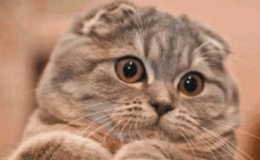 La battaglia a tutela dei mici creati per piacere agli umani