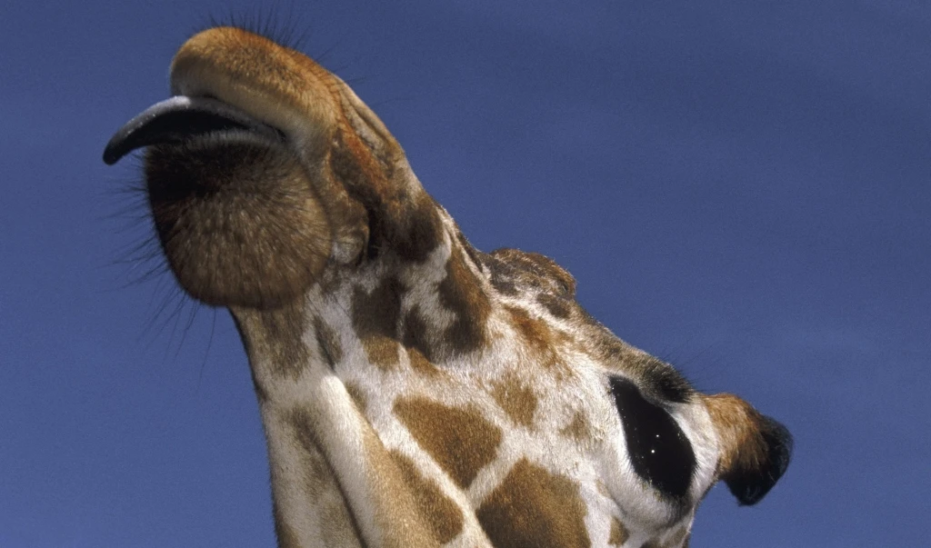 Muore la giraffa Morefu