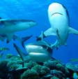 Palau annuncia la creazione