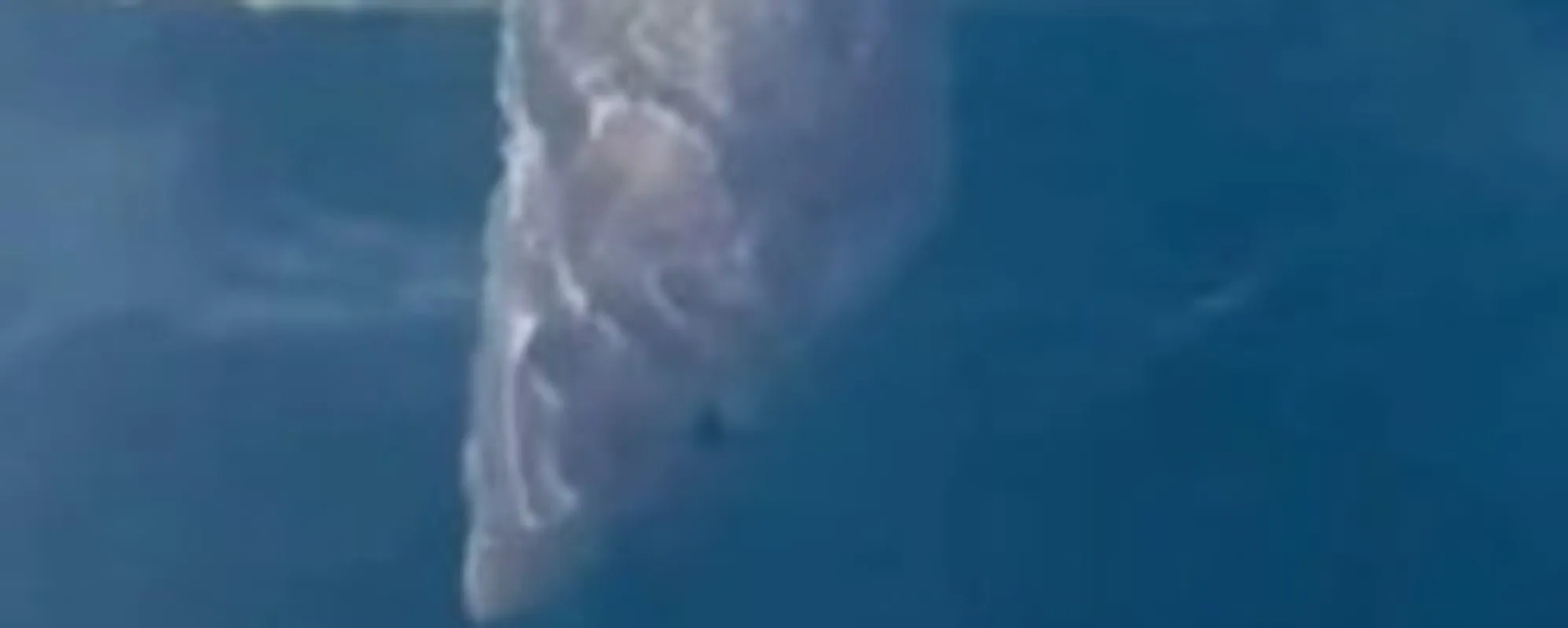 Squalo Mako nelle acque di Gallipoli: ecco come comportarsi