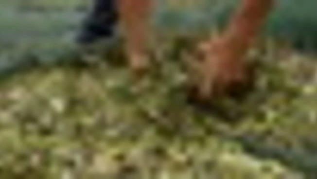 Oleifici Barbera: campagna promettente, ma dazi e dollaro preoccupano