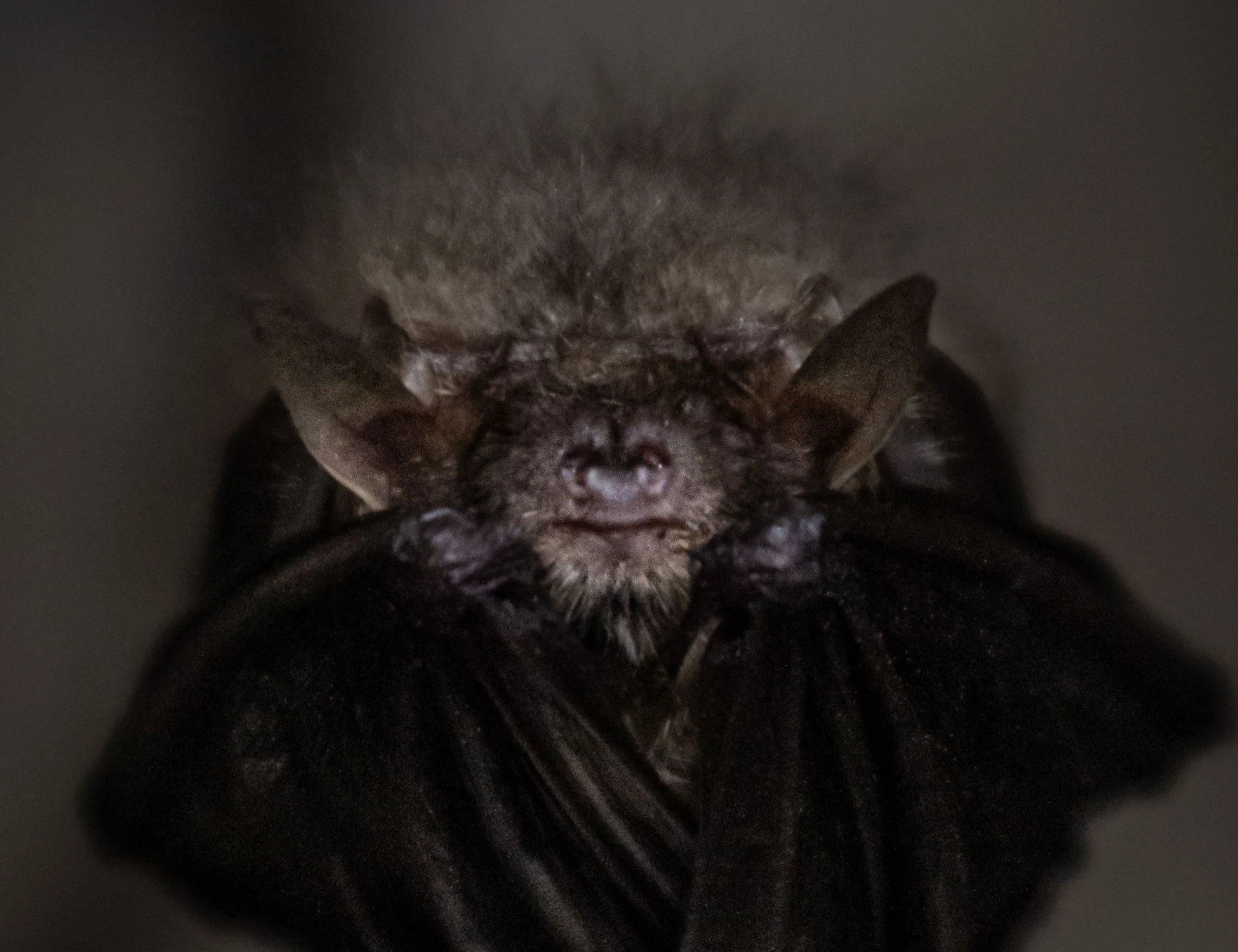Pantelleria, scoperti pipistrelli africani: scienziati sconvolti