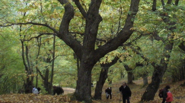 Mugello, bimbo di 2 anni scomparso: "Territorio impervio, molti animali selvatici", parla il sindaco. In azione anche i sub