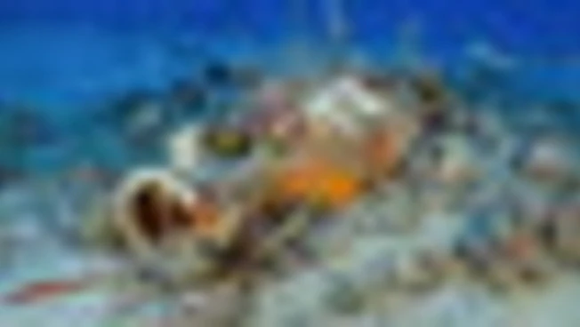 Nei fondali dell'Elba spuntano un dolium e i resti di un relitto