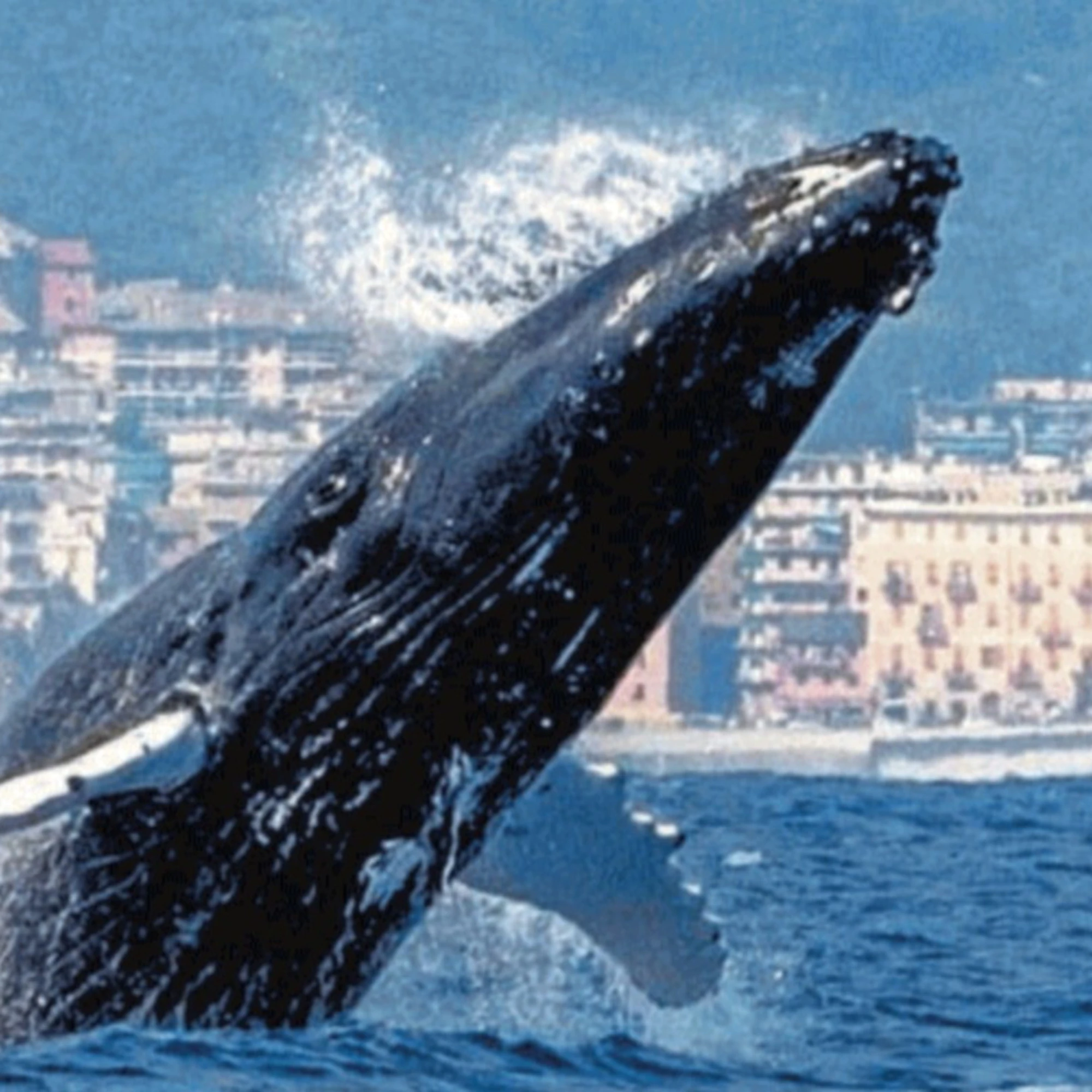 Il Mar Ligure paradiso dei cetacei
