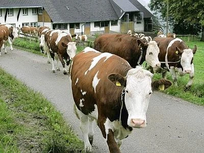 La Svezia propone una tassa europea per ridurre il consumo della carne