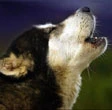 Il cane abbaia troppo forte