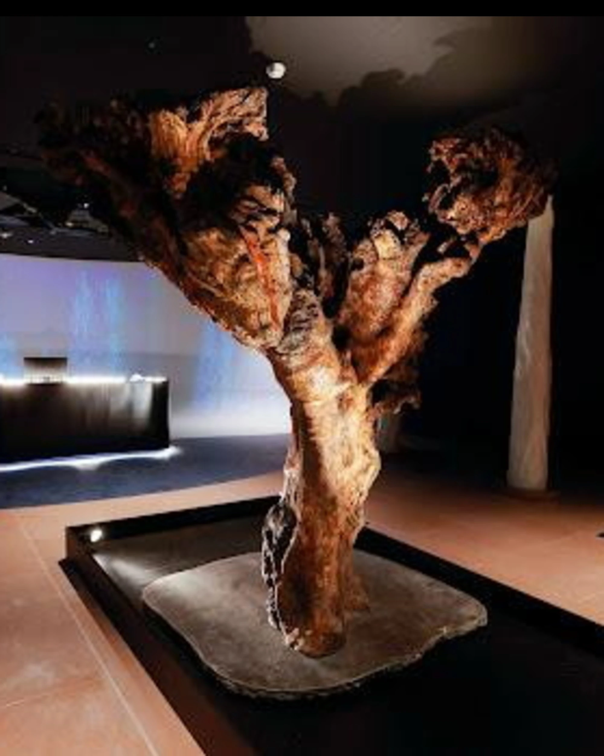 Rimond realizza il progetto del nuovo Fao MuNe a Roma