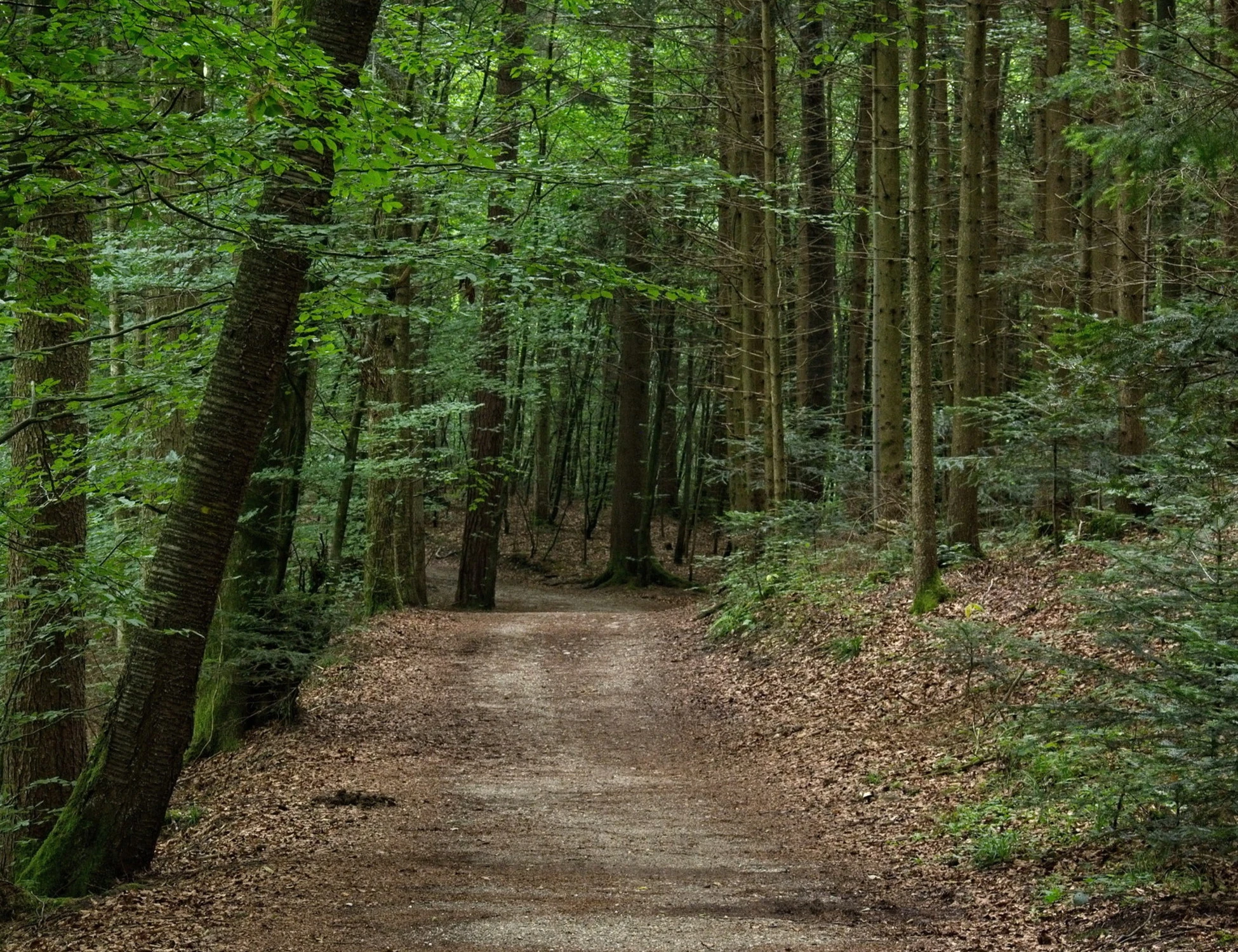 Livorno, straniero violenta 2 donne nel bosco: le frasi indecenti prima dell'aggressione
