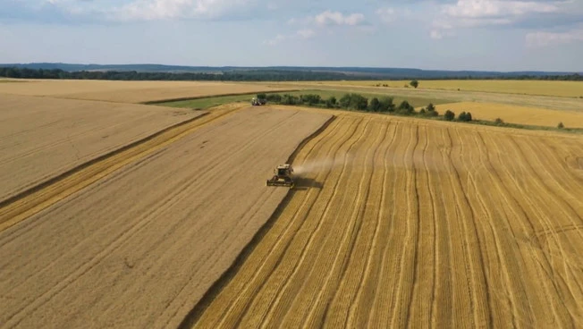 Grano, rese record ma gli agricoltori sono in difficoltà