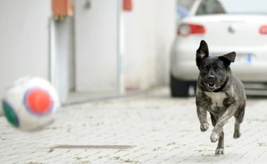 Bari, il pitbull sfugge al vicino di strada e azzanna una bimba di 2 anni