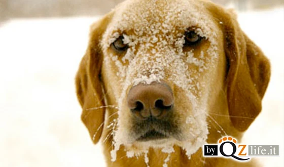 Emergenza freddo: come aiutare gli animali