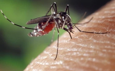 Chikungunya sintomi e come viene trasmessa , il virus che preoccupa i Regno Unito