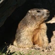 La marmotta Phil si rintana