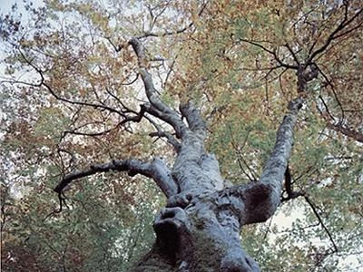 Ventiduemila alberi di interesse in Italia, alcuni hanno migliaia di anni
